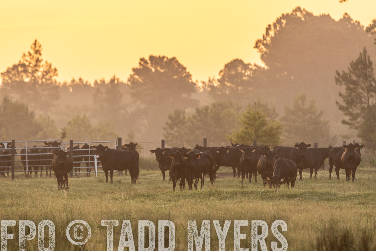TMyers_PP_ChessieCreekFarm_Walterboro_July2024-525262