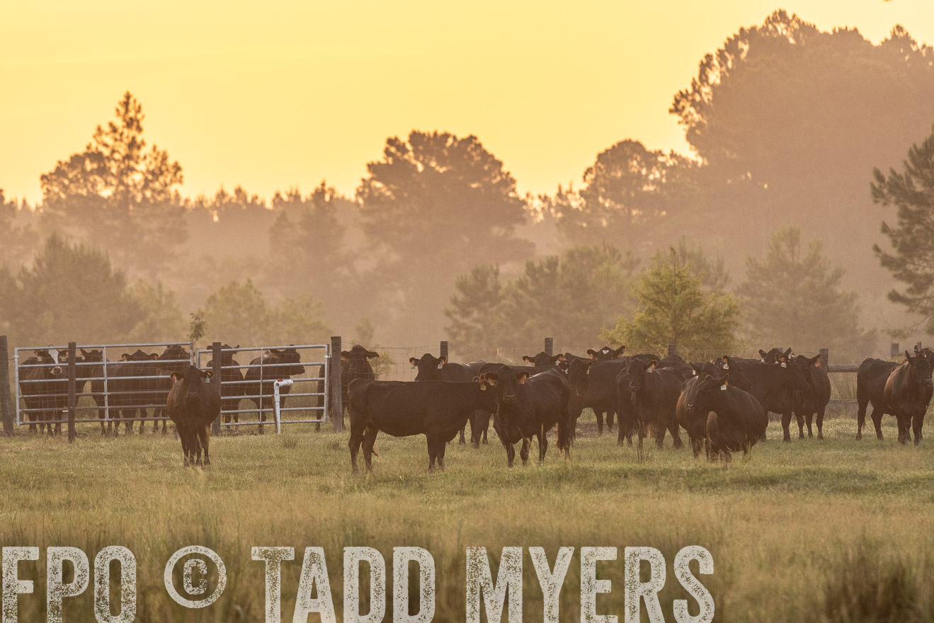 TMyers_PP_ChessieCreekFarm_Walterboro_July2024-525265