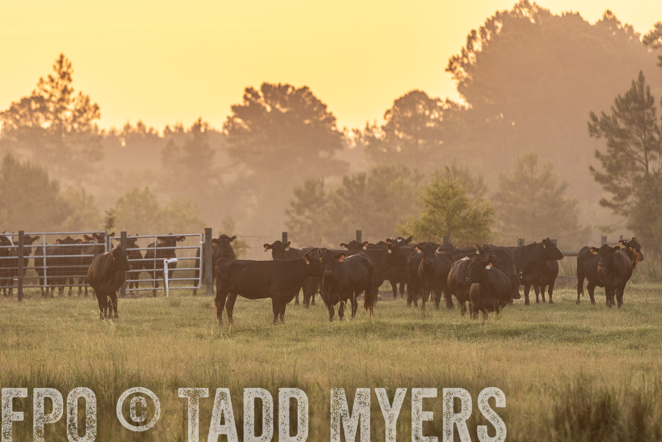 TMyers_PP_ChessieCreekFarm_Walterboro_July2024-525268