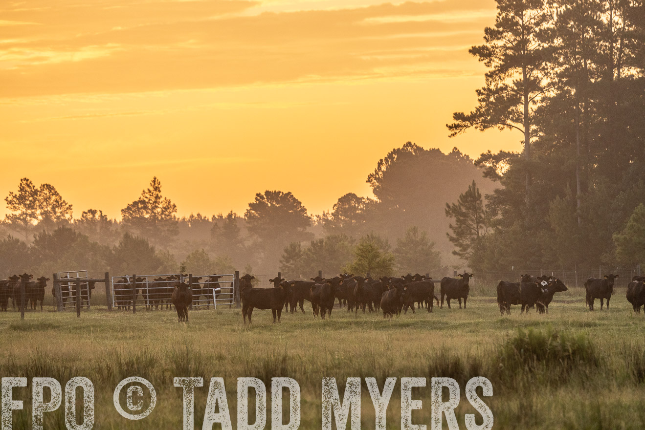TMyers_PP_ChessieCreekFarm_Walterboro_July2024-525275