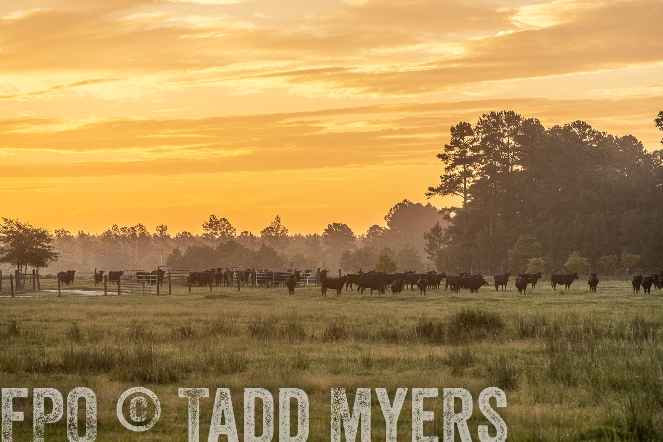 TMyers_PP_ChessieCreekFarm_Walterboro_July2024-525284