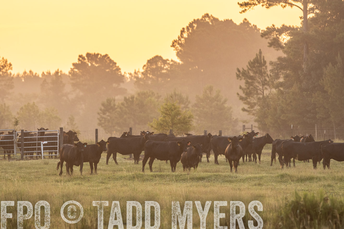 TMyers_PP_ChessieCreekFarm_Walterboro_July2024-525295