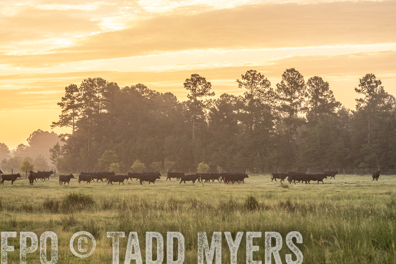 TMyers_PP_ChessieCreekFarm_Walterboro_July2024-525299