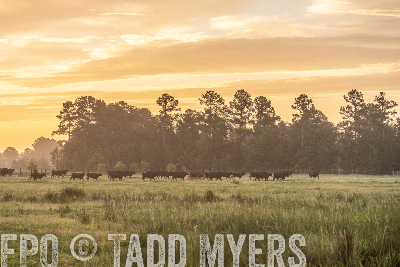TMyers_PP_ChessieCreekFarm_Walterboro_July2024-525301