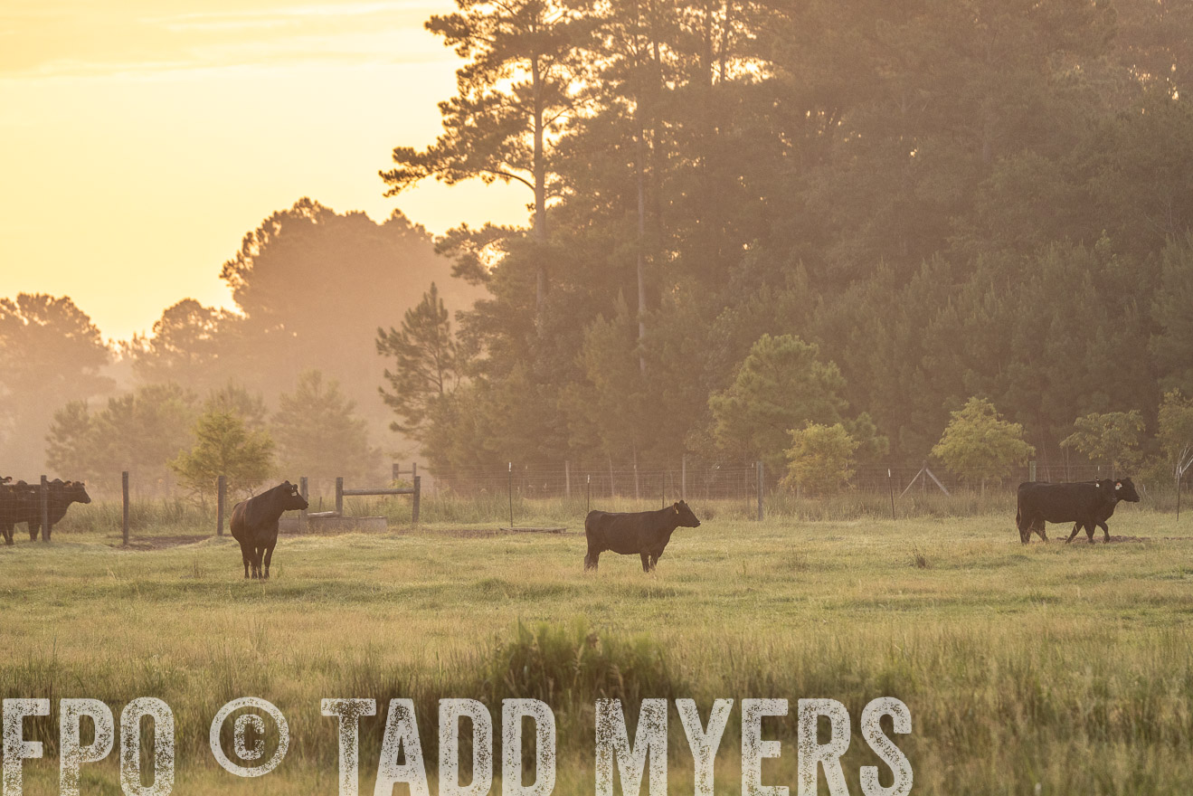TMyers_PP_ChessieCreekFarm_Walterboro_July2024-525305