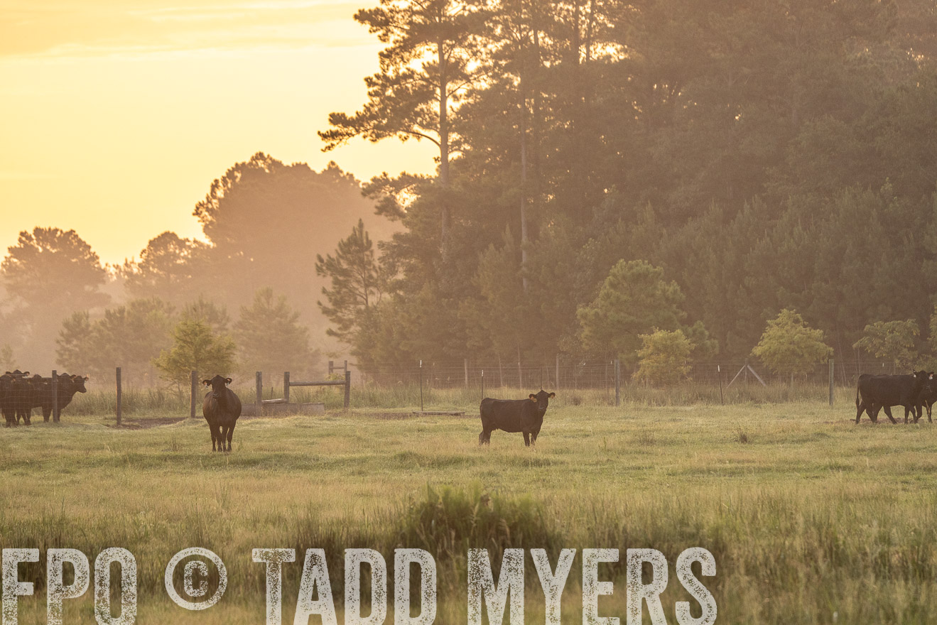 TMyers_PP_ChessieCreekFarm_Walterboro_July2024-525307