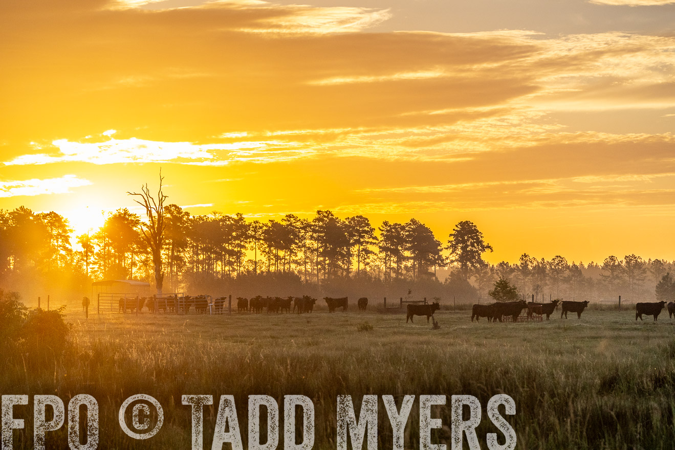 TMyers_PP_ChessieCreekFarm_Walterboro_July2024-525313