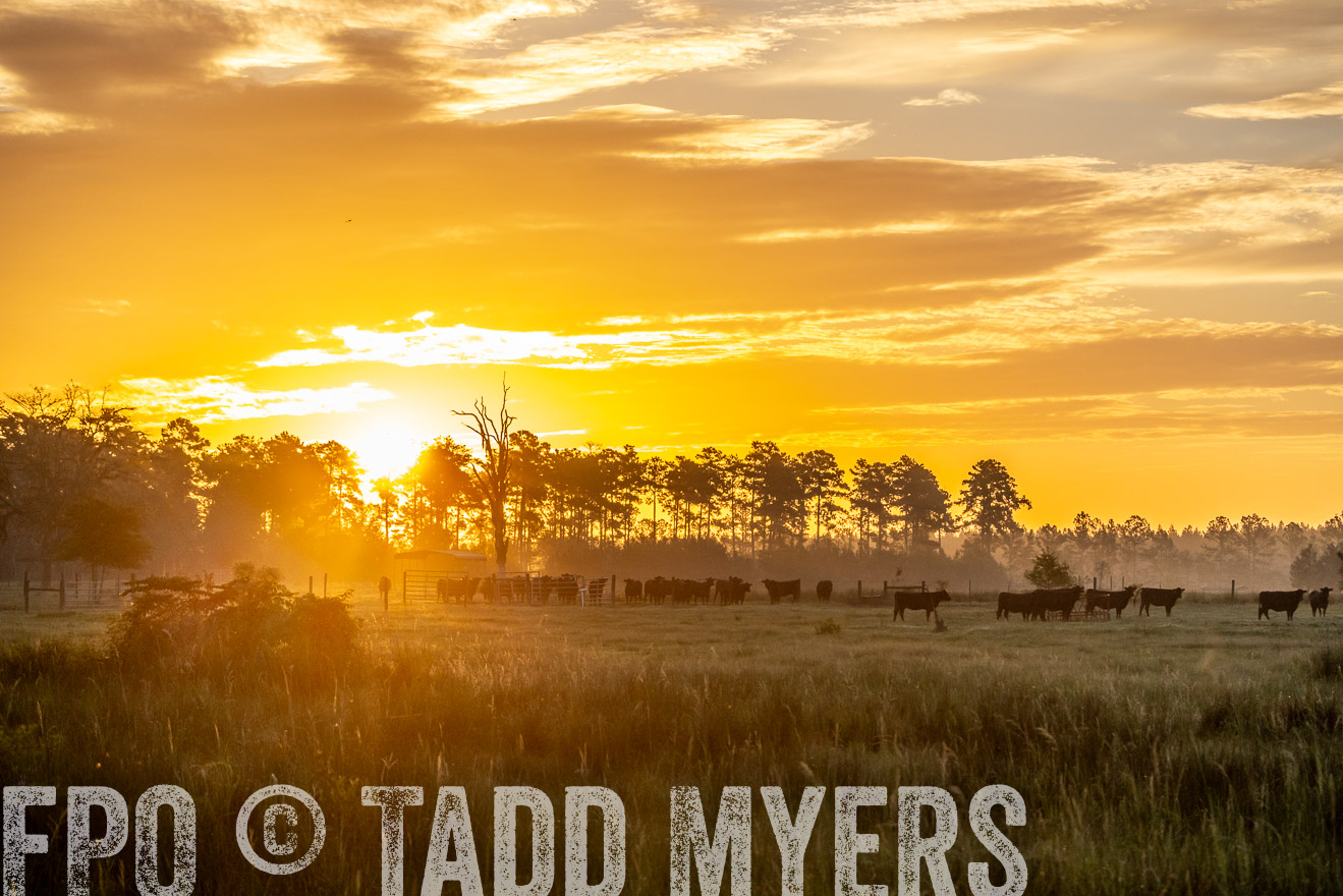 TMyers_PP_ChessieCreekFarm_Walterboro_July2024-525318