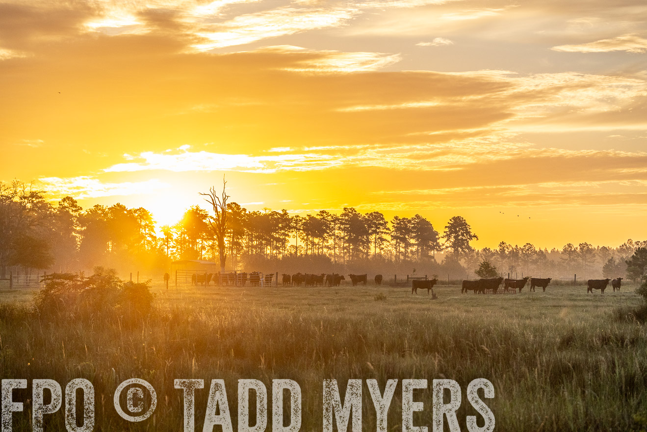 TMyers_PP_ChessieCreekFarm_Walterboro_July2024-525321