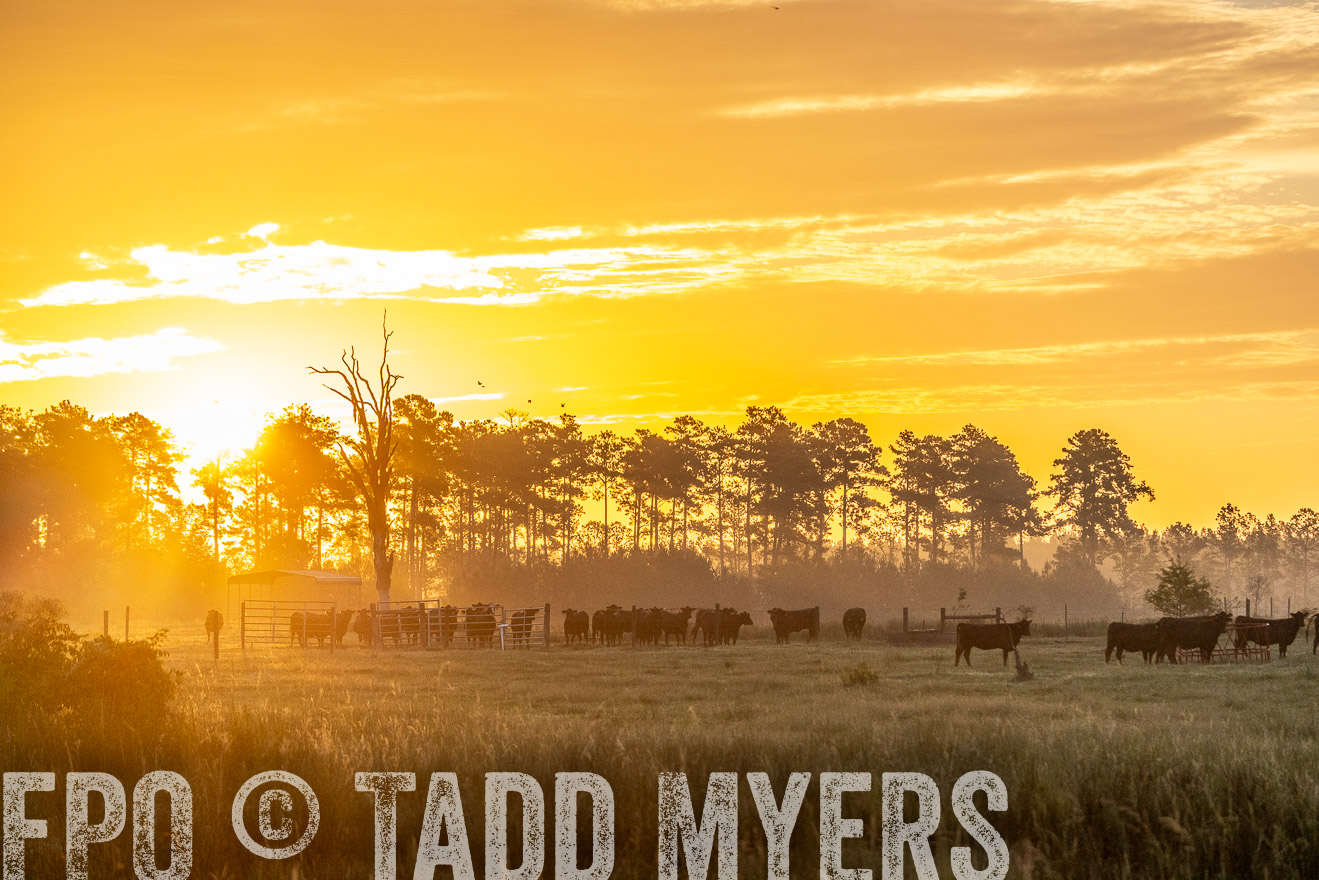 TMyers_PP_ChessieCreekFarm_Walterboro_July2024-525324