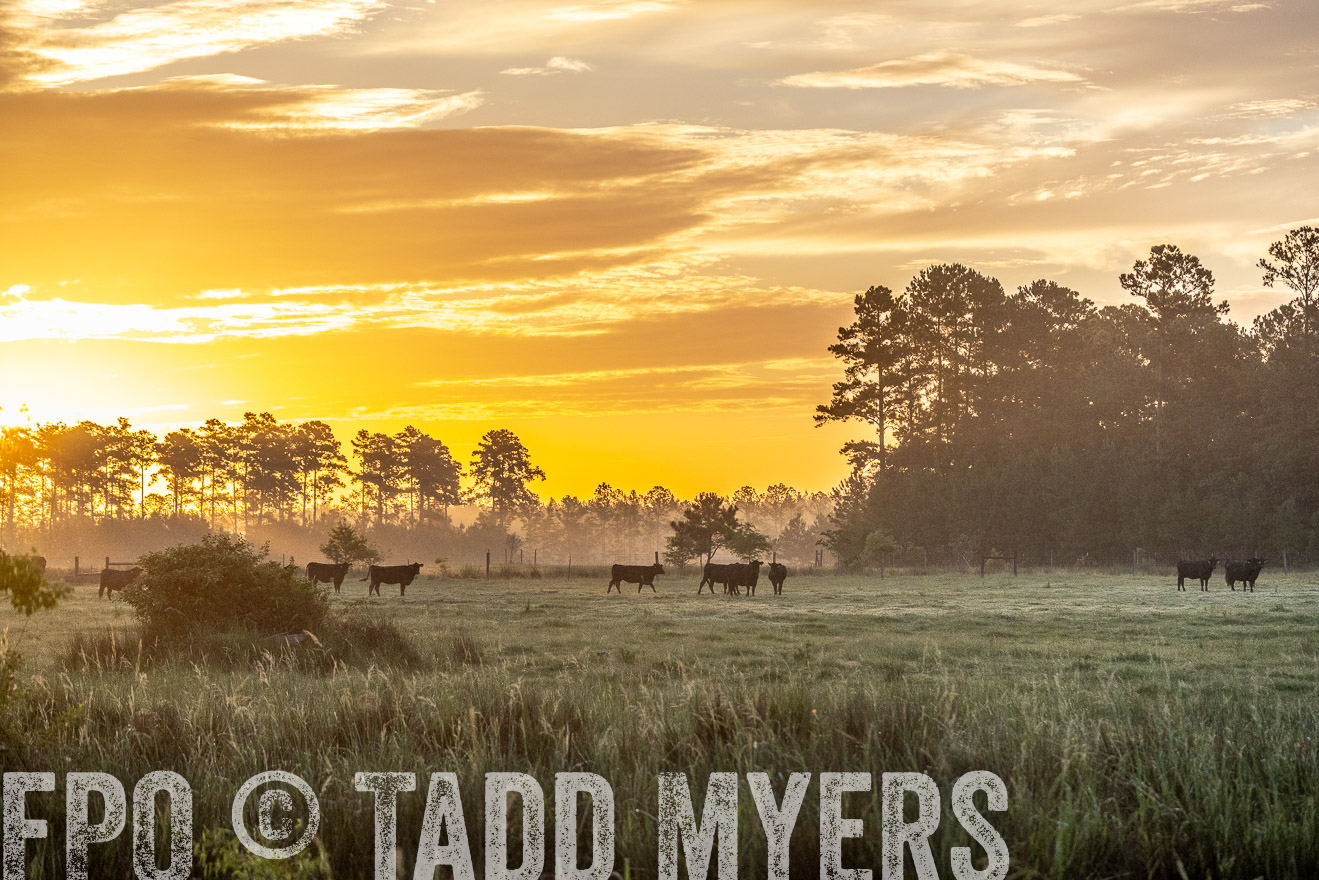TMyers_PP_ChessieCreekFarm_Walterboro_July2024-525332