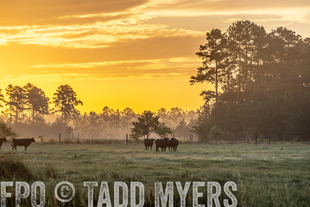 TMyers_PP_ChessieCreekFarm_Walterboro_July2024-525338