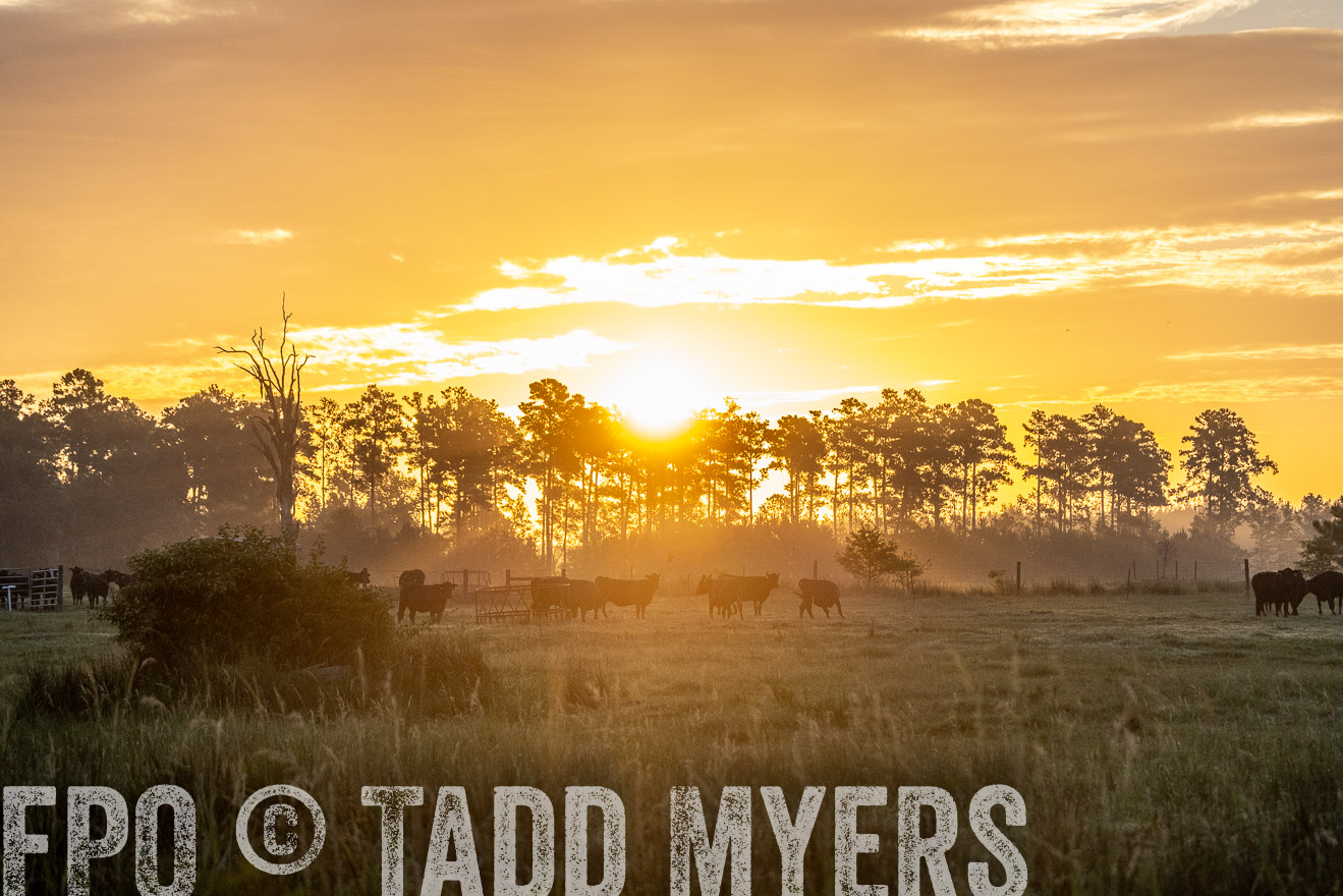 TMyers_PP_ChessieCreekFarm_Walterboro_July2024-525347