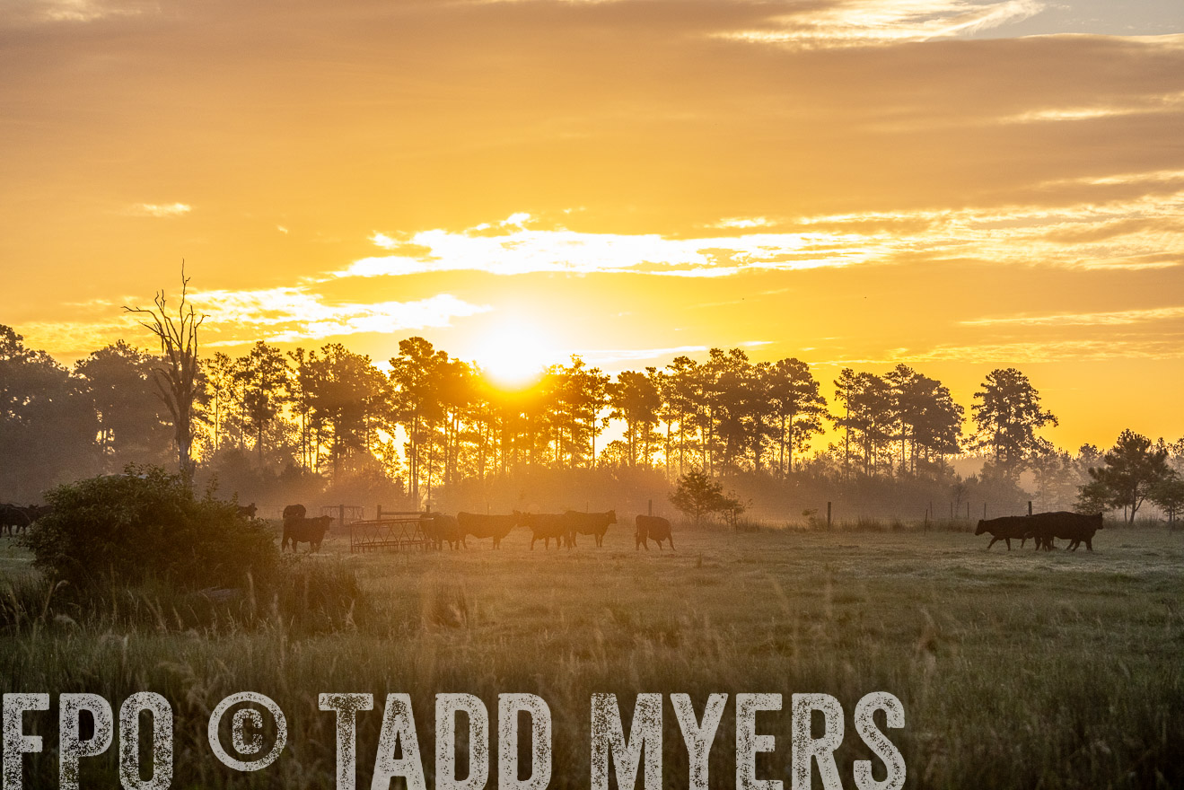TMyers_PP_ChessieCreekFarm_Walterboro_July2024-525353
