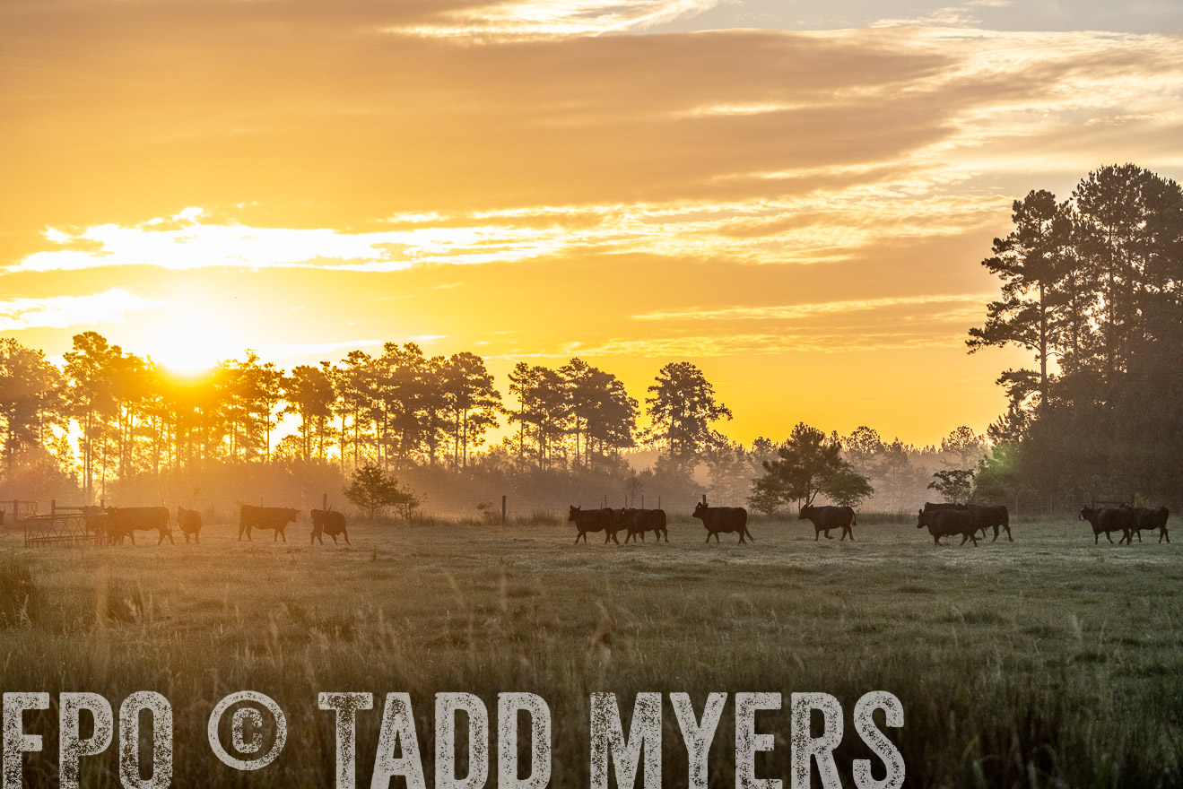 TMyers_PP_ChessieCreekFarm_Walterboro_July2024-525358