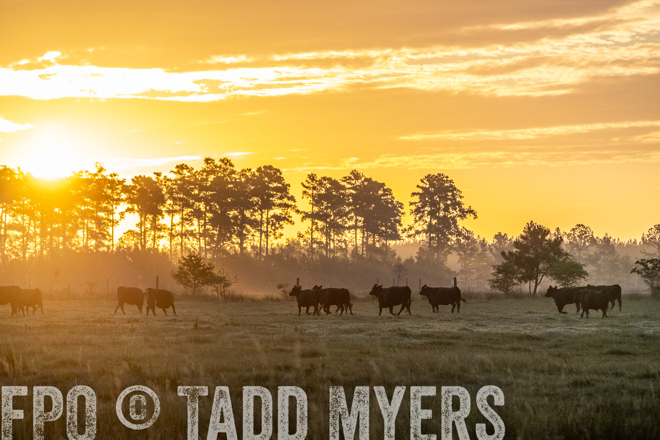TMyers_PP_ChessieCreekFarm_Walterboro_July2024-525364