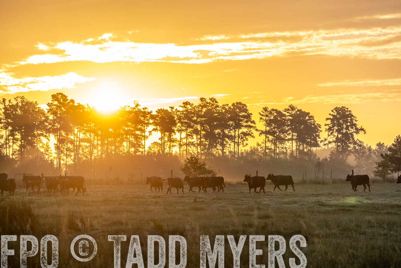 TMyers_PP_ChessieCreekFarm_Walterboro_July2024-525369