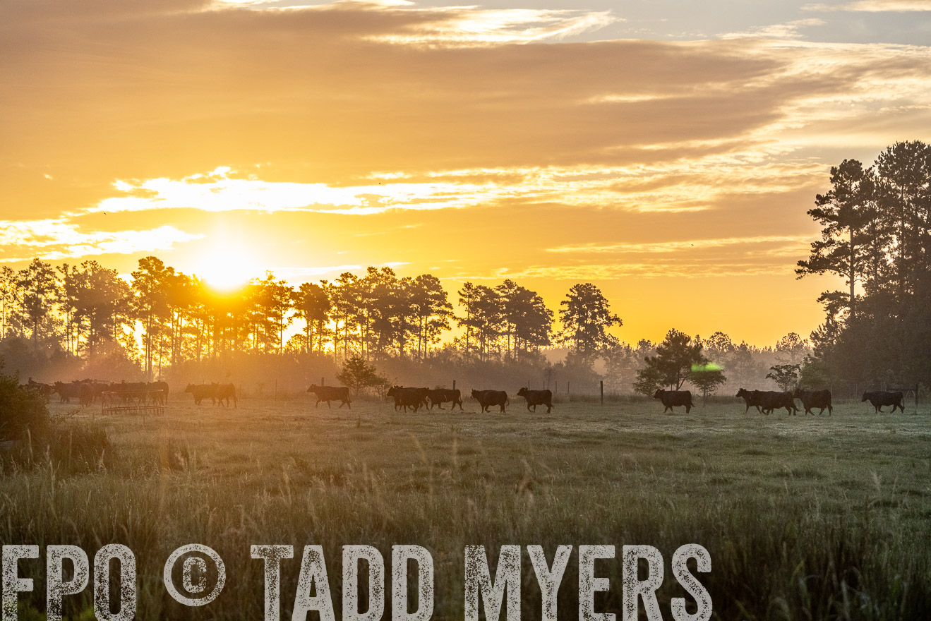 TMyers_PP_ChessieCreekFarm_Walterboro_July2024-525393