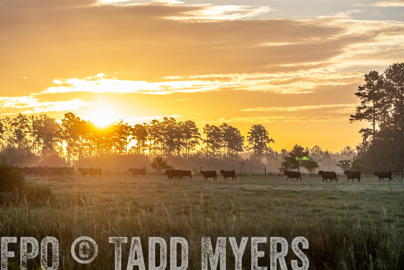 TMyers_PP_ChessieCreekFarm_Walterboro_July2024-525396