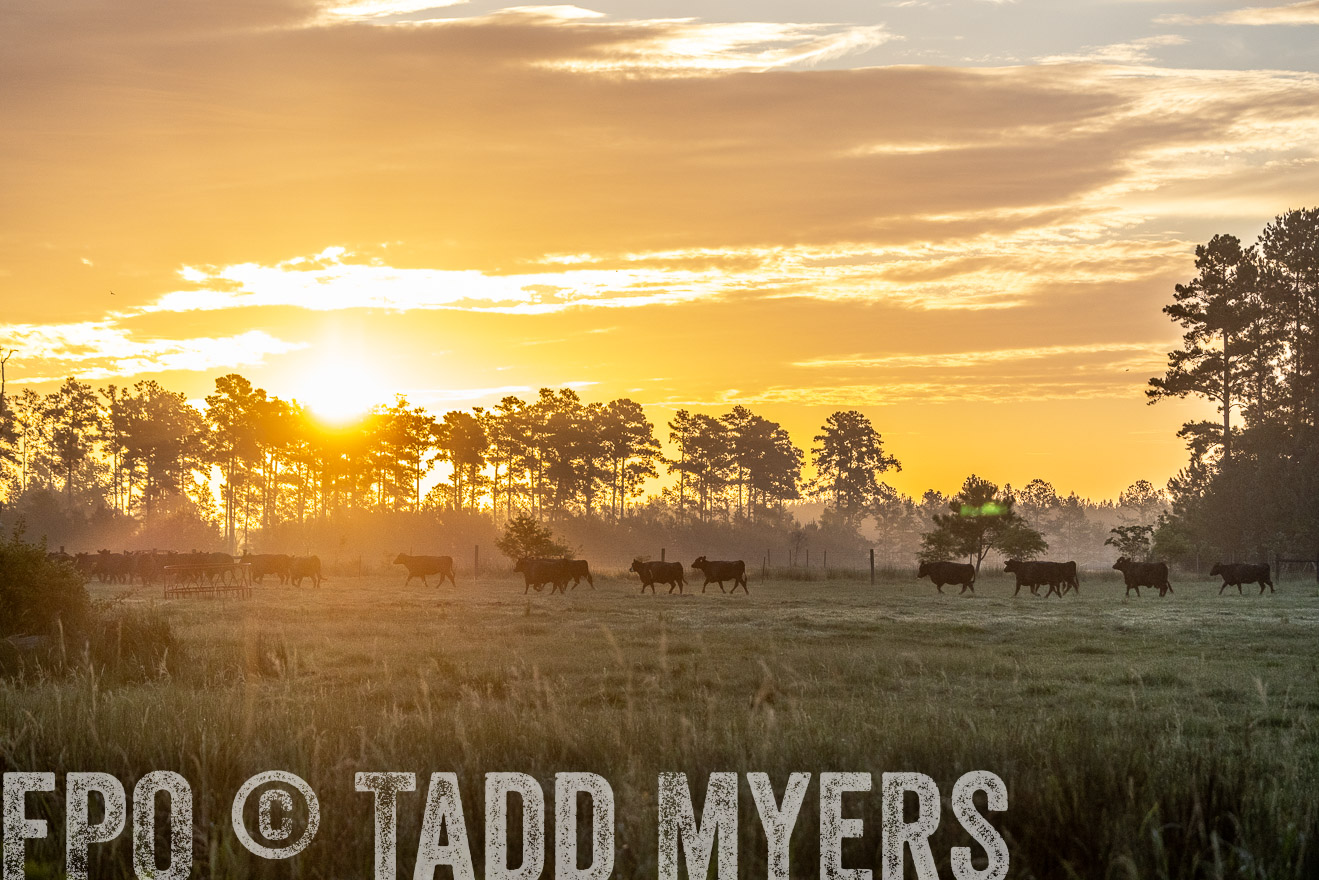 TMyers_PP_ChessieCreekFarm_Walterboro_July2024-525399