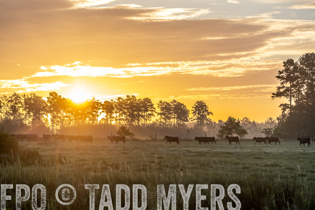 TMyers_PP_ChessieCreekFarm_Walterboro_July2024-525405