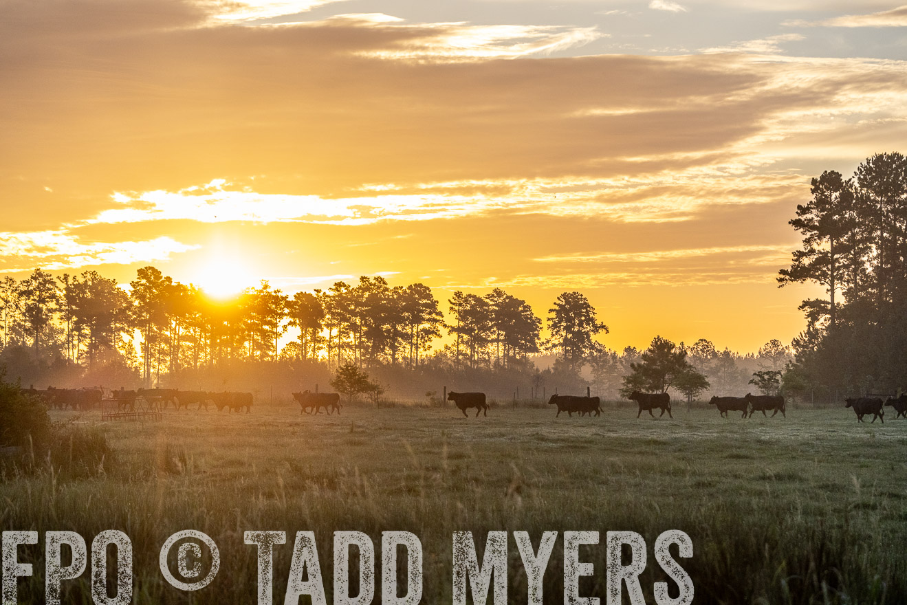 TMyers_PP_ChessieCreekFarm_Walterboro_July2024-525407