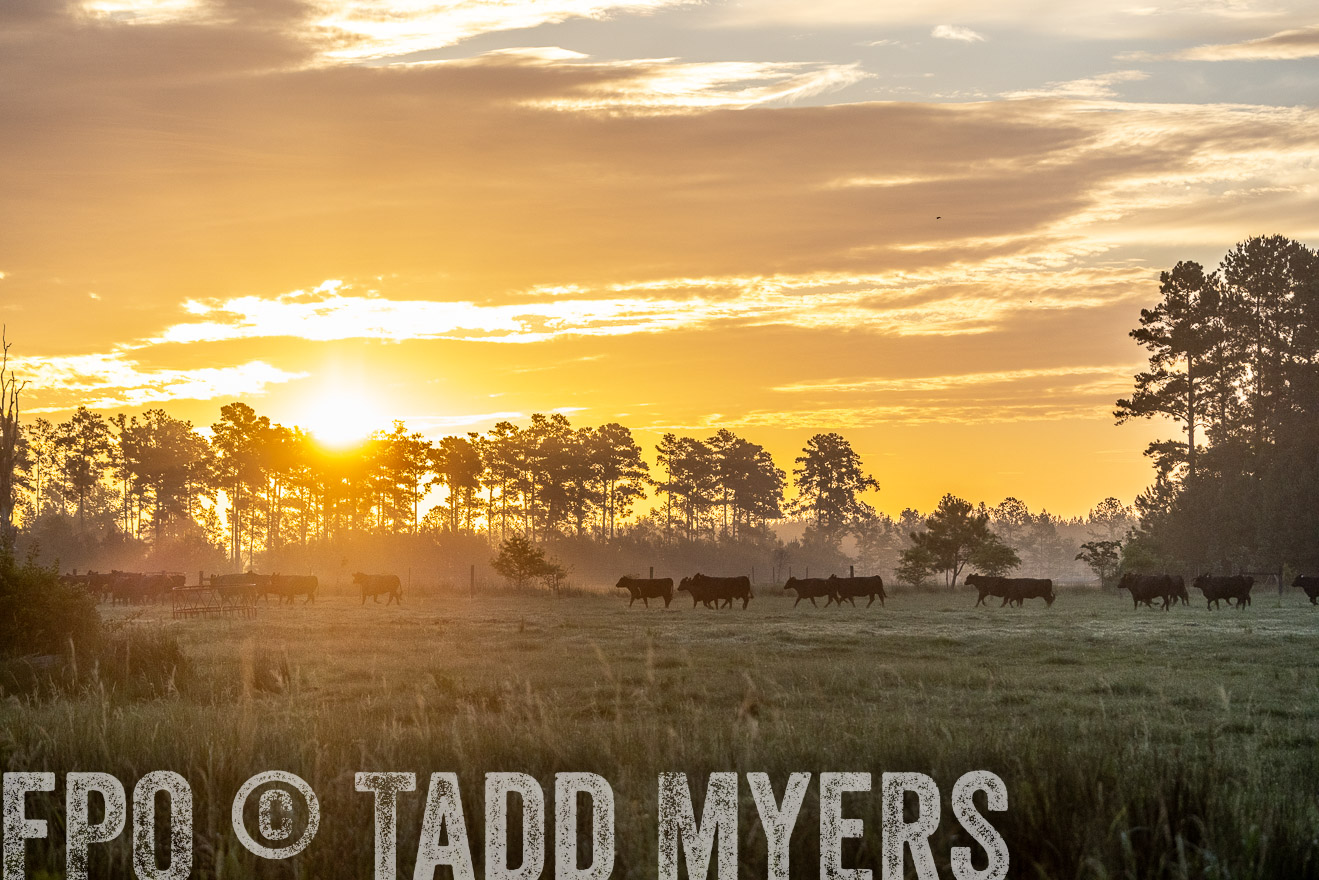 TMyers_PP_ChessieCreekFarm_Walterboro_July2024-525415