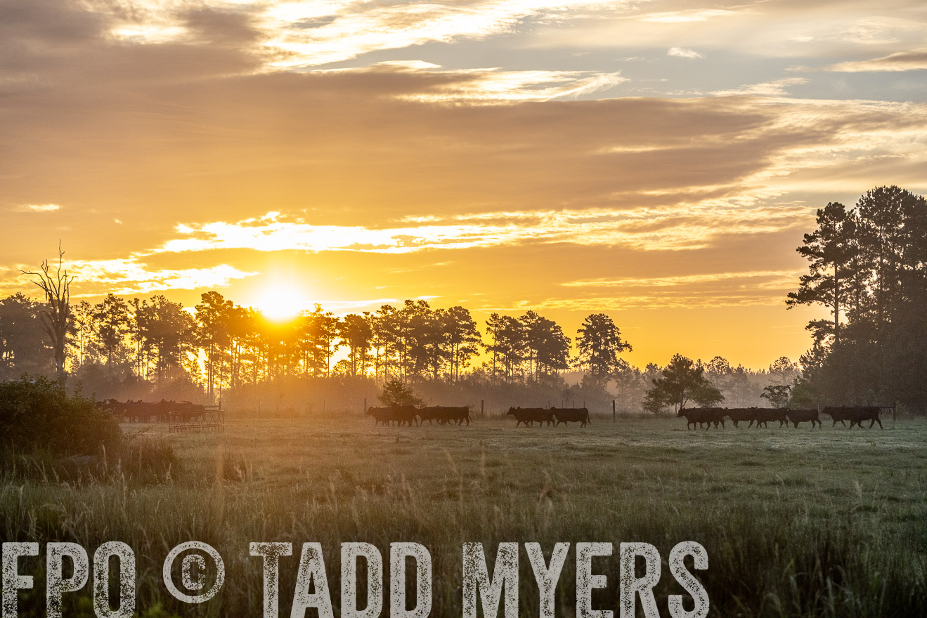 TMyers_PP_ChessieCreekFarm_Walterboro_July2024-525427