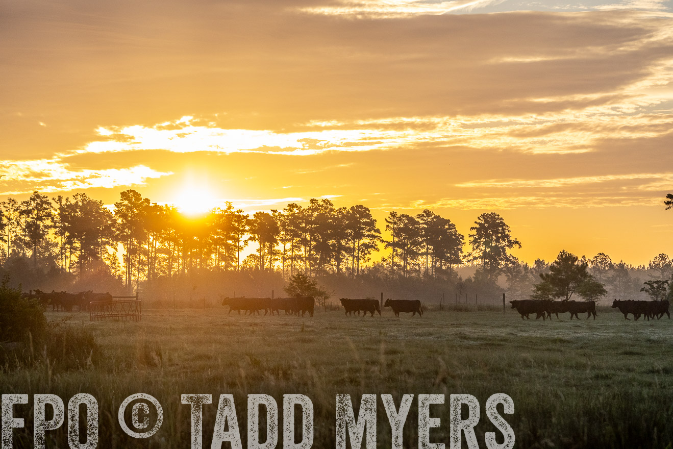 TMyers_PP_ChessieCreekFarm_Walterboro_July2024-525434