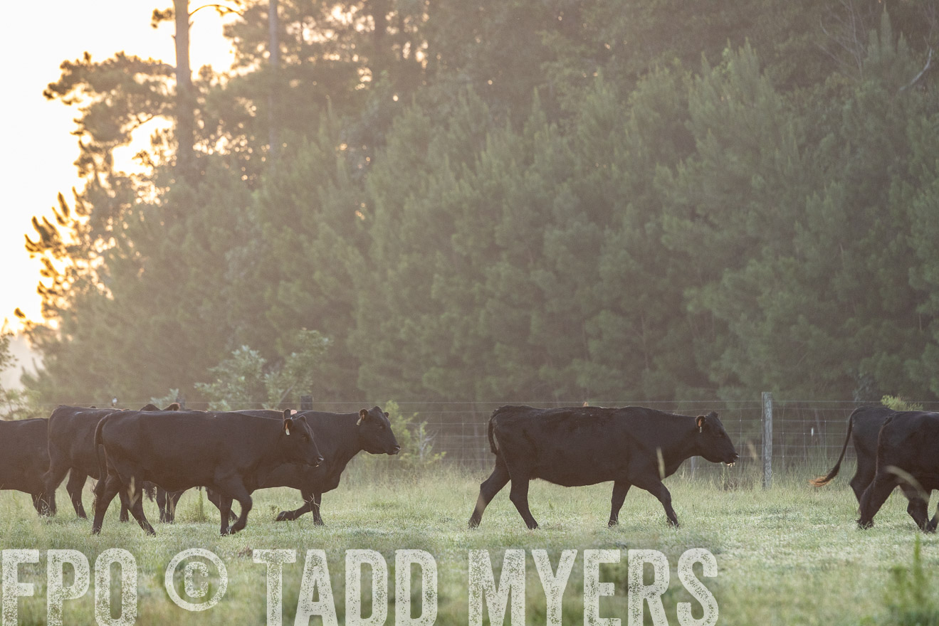 TMyers_PP_ChessieCreekFarm_Walterboro_July2024-525445