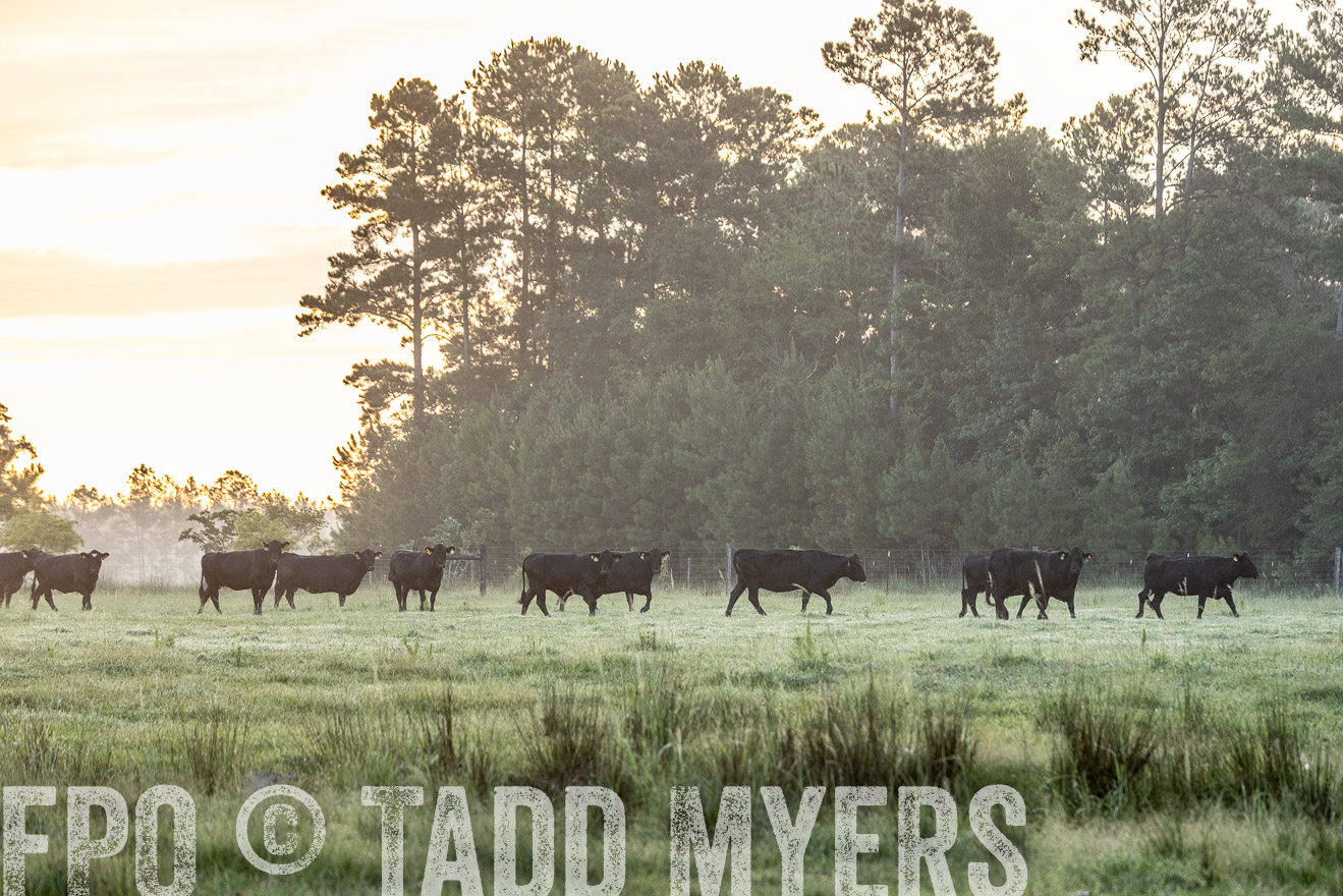 TMyers_PP_ChessieCreekFarm_Walterboro_July2024-525450