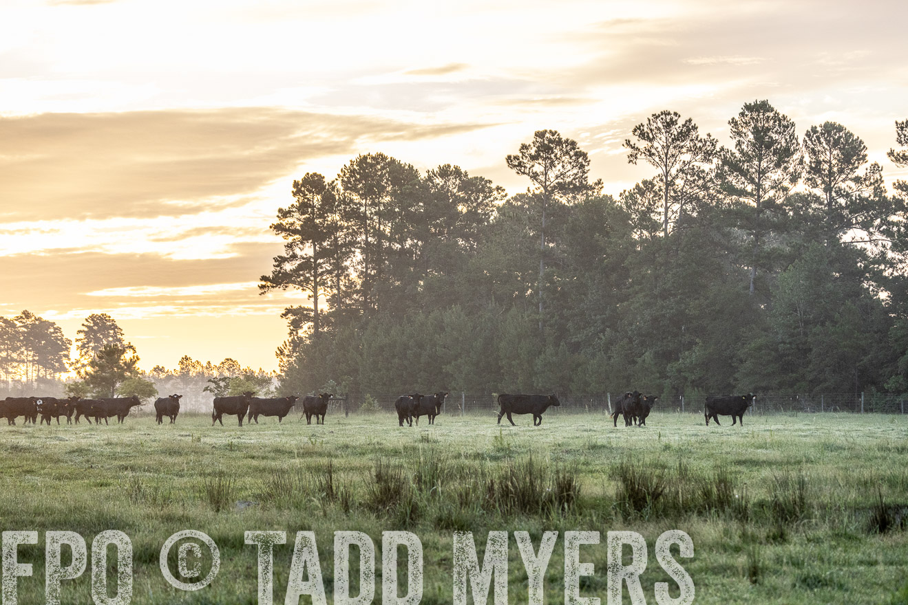 TMyers_PP_ChessieCreekFarm_Walterboro_July2024-525453