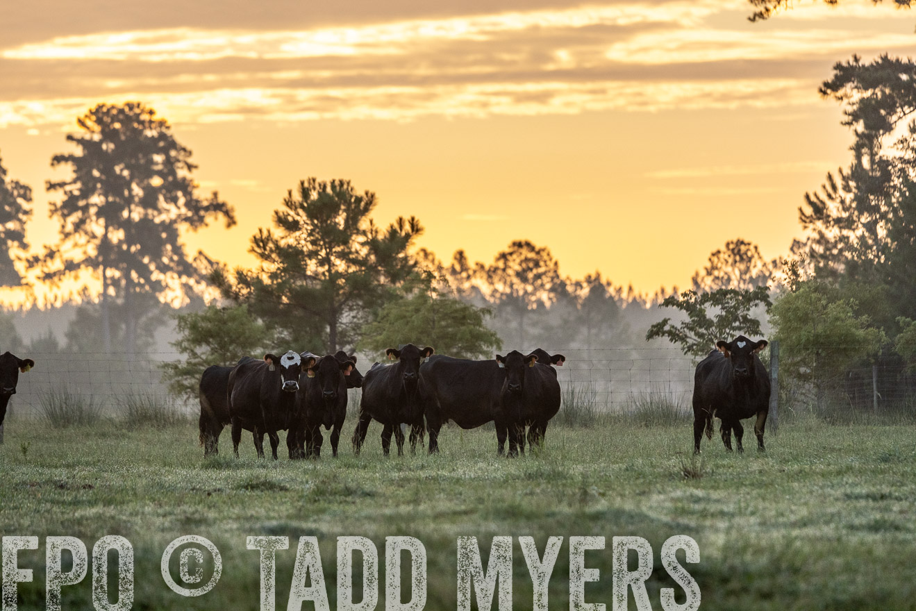 TMyers_PP_ChessieCreekFarm_Walterboro_July2024-525459