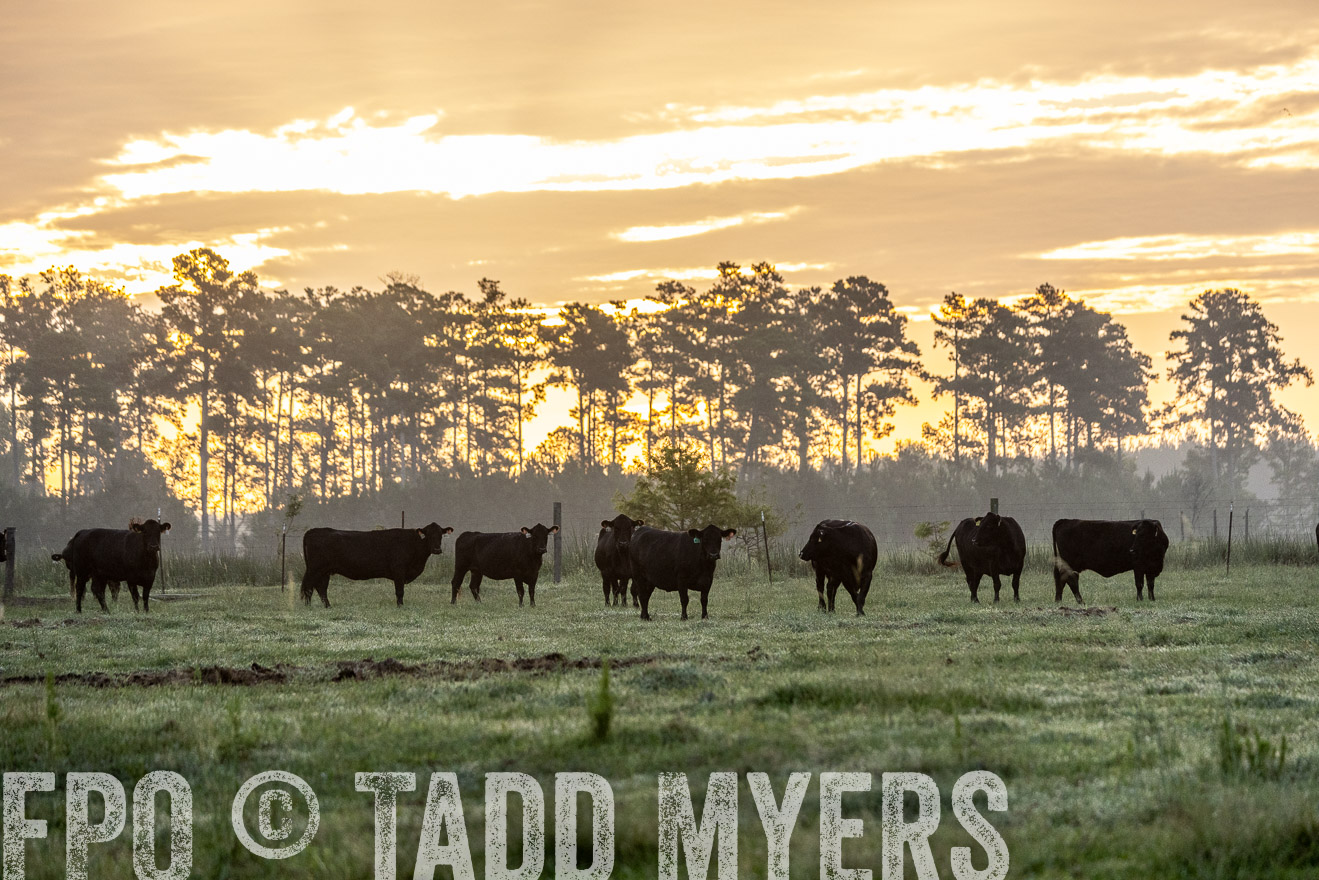 TMyers_PP_ChessieCreekFarm_Walterboro_July2024-525466