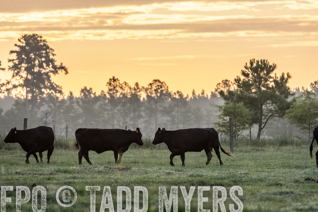 TMyers_PP_ChessieCreekFarm_Walterboro_July2024-525474