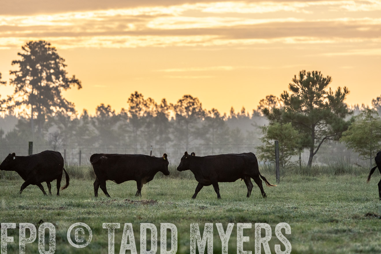 TMyers_PP_ChessieCreekFarm_Walterboro_July2024-525475