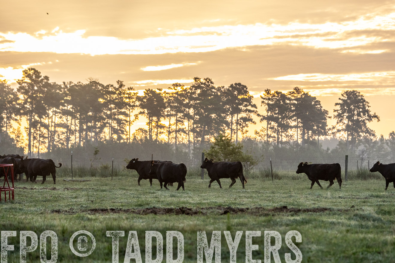 TMyers_PP_ChessieCreekFarm_Walterboro_July2024-525484