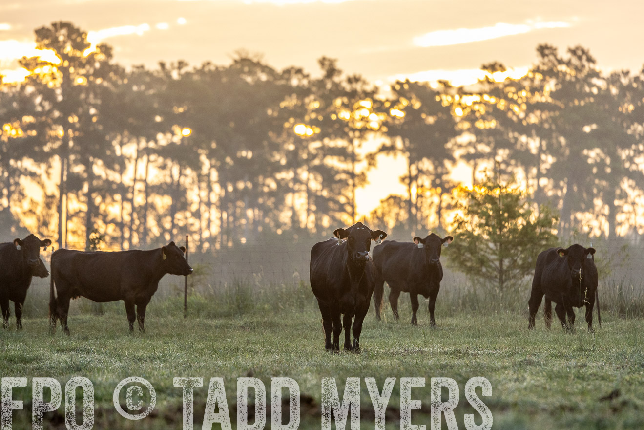 TMyers_PP_ChessieCreekFarm_Walterboro_July2024-525500