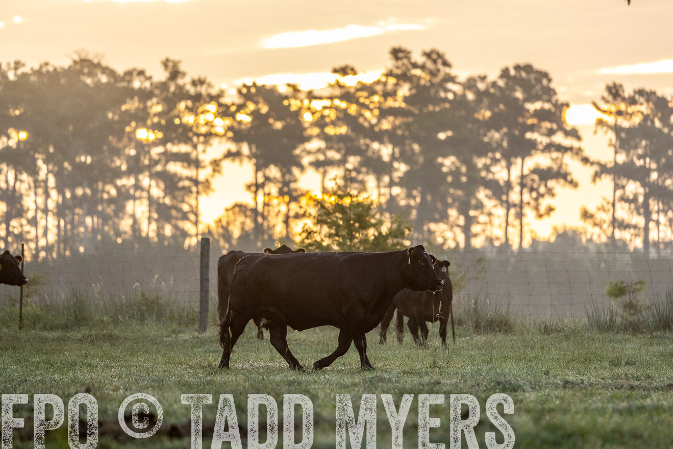 TMyers_PP_ChessieCreekFarm_Walterboro_July2024-525502