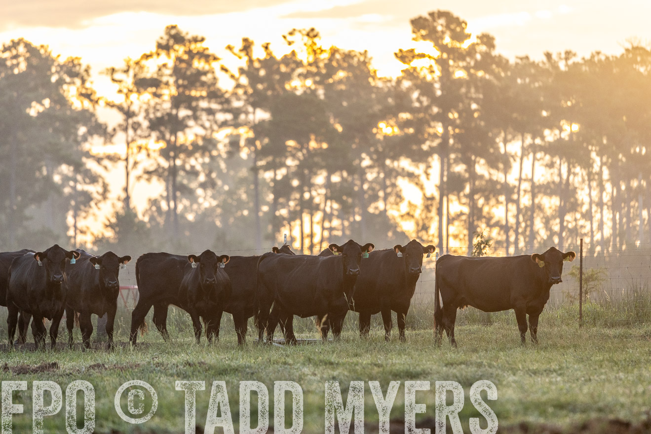 TMyers_PP_ChessieCreekFarm_Walterboro_July2024-525506