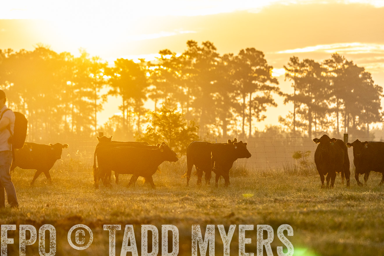 TMyers_PP_ChessieCreekFarm_Walterboro_July2024-525528