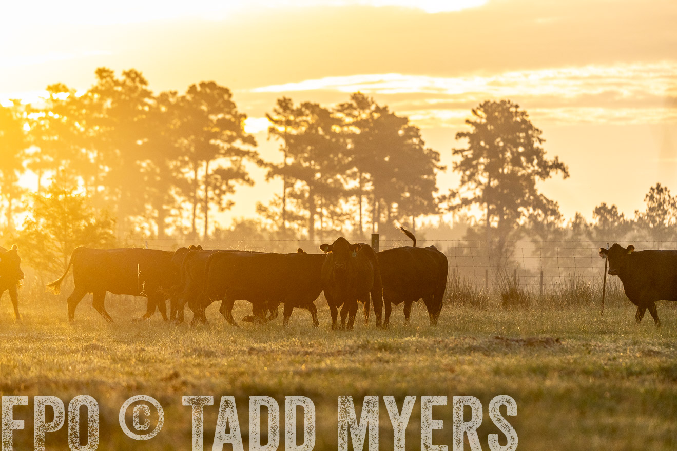 TMyers_PP_ChessieCreekFarm_Walterboro_July2024-525530