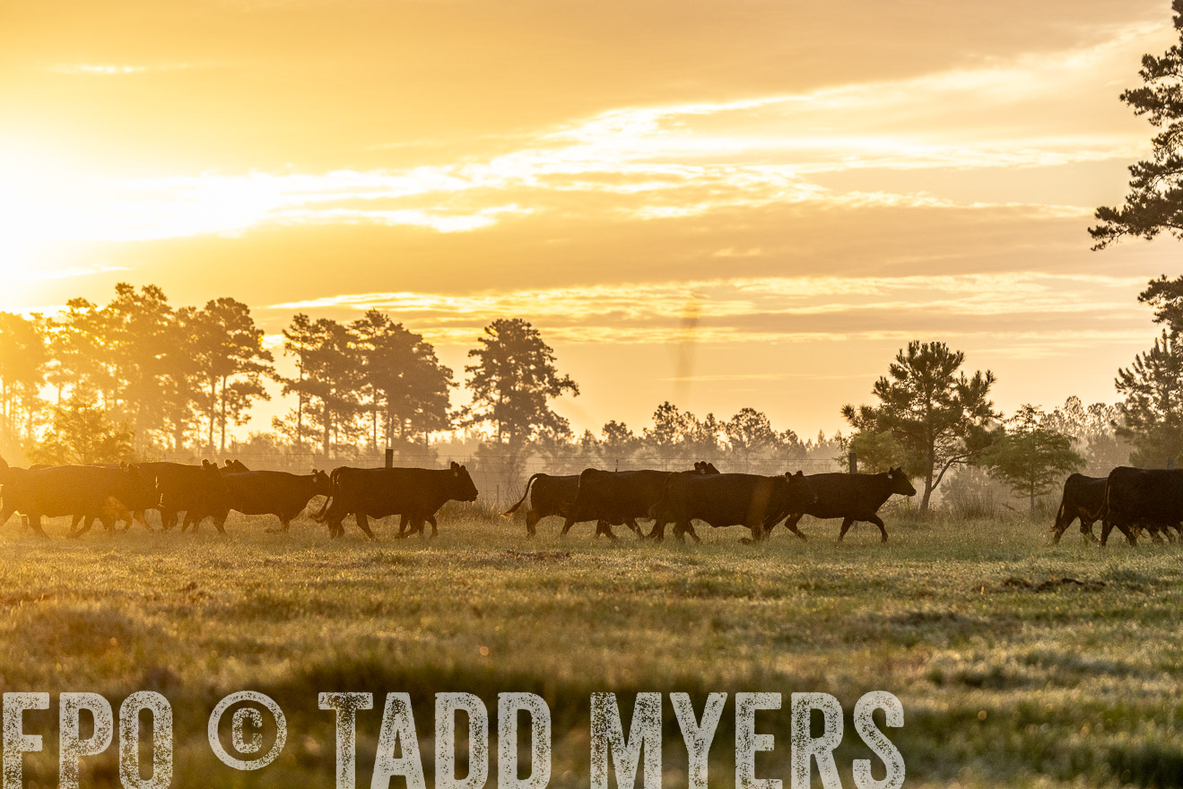 TMyers_PP_ChessieCreekFarm_Walterboro_July2024-525542