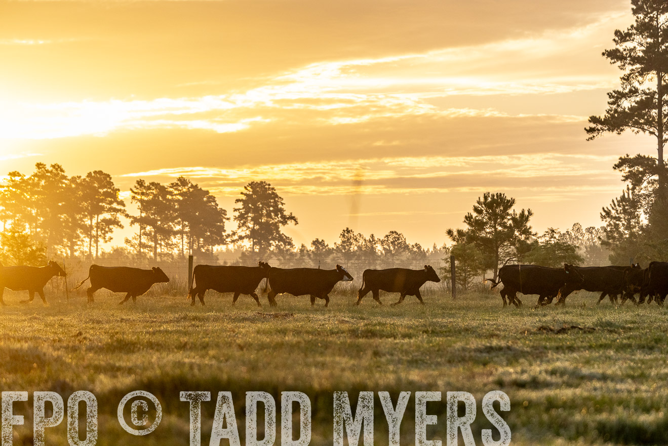 TMyers_PP_ChessieCreekFarm_Walterboro_July2024-525553