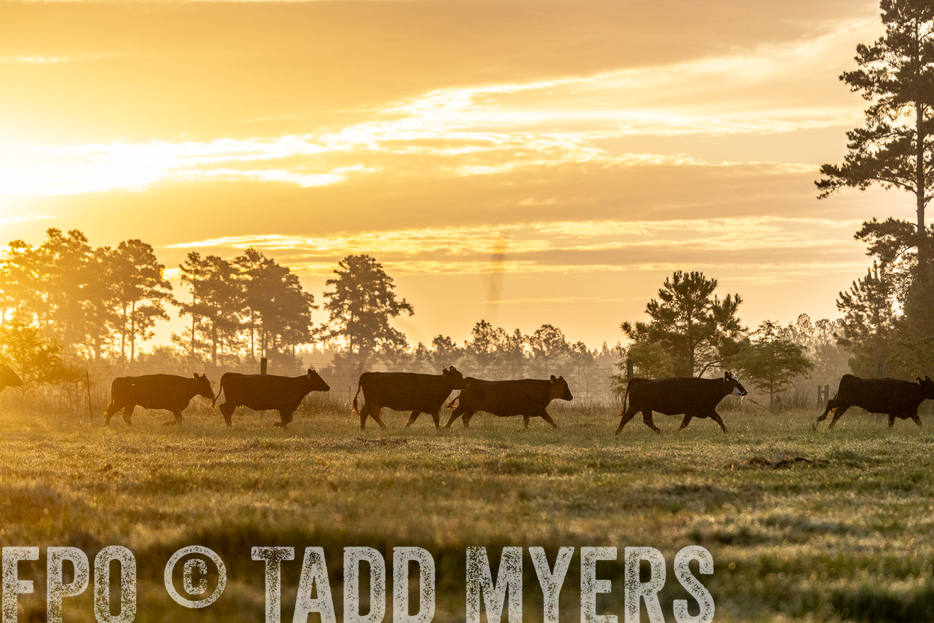 TMyers_PP_ChessieCreekFarm_Walterboro_July2024-525556