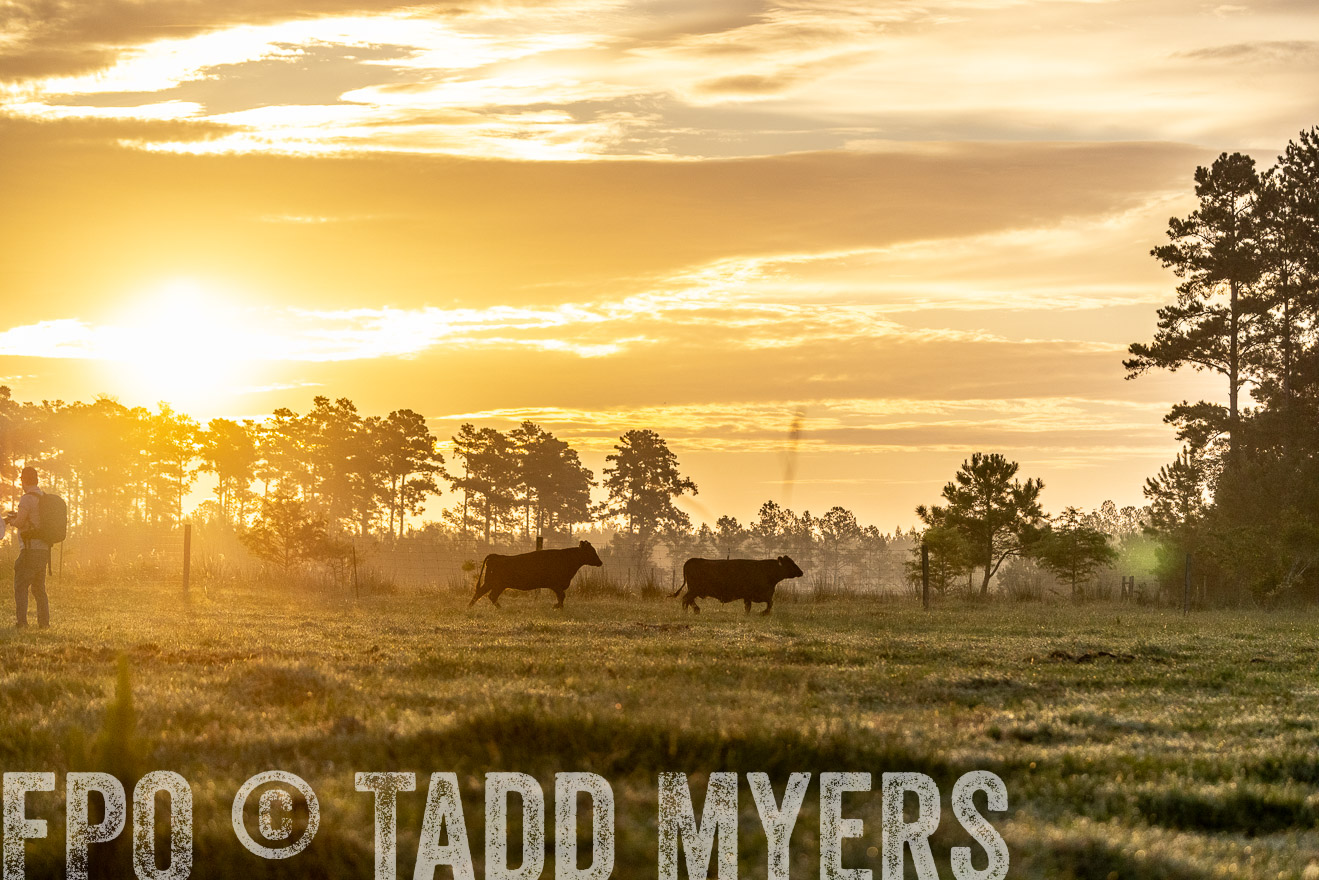 TMyers_PP_ChessieCreekFarm_Walterboro_July2024-525558
