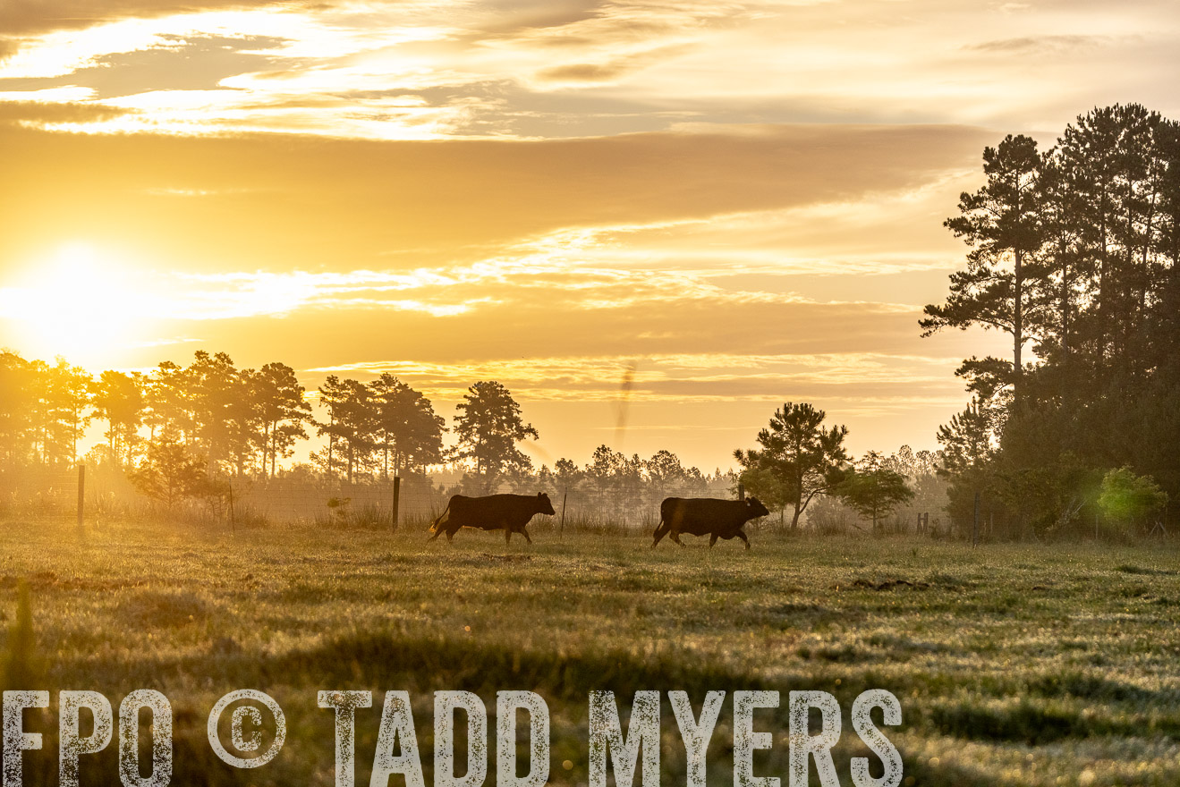 TMyers_PP_ChessieCreekFarm_Walterboro_July2024-525560