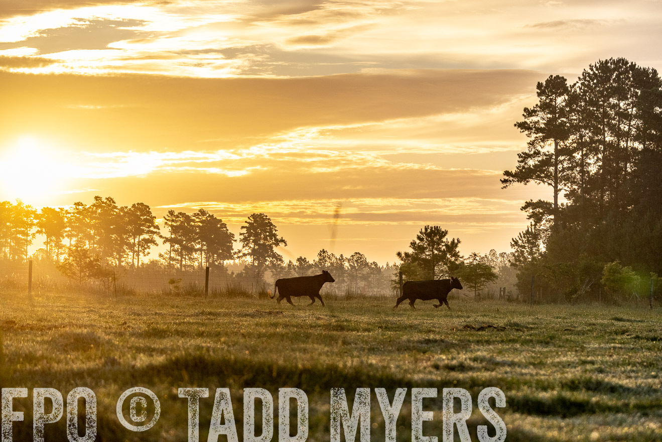 TMyers_PP_ChessieCreekFarm_Walterboro_July2024-525563
