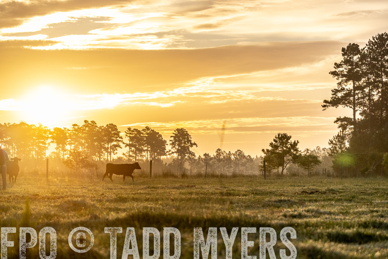 TMyers_PP_ChessieCreekFarm_Walterboro_July2024-525571
