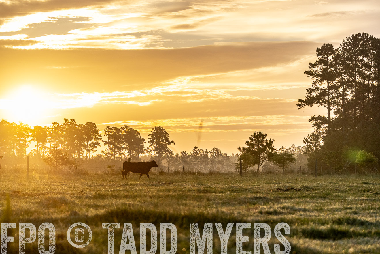 TMyers_PP_ChessieCreekFarm_Walterboro_July2024-525575